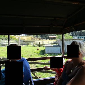 Lion Enclosure - with impaired lioness