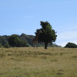 Giraffe - African Experience