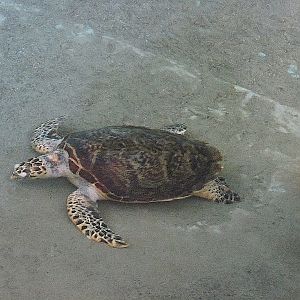 Sea turtle