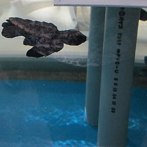 Newly hatched sea turtles