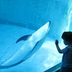 Pacific white sided dolphin