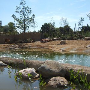 Javan Banteng enclosure