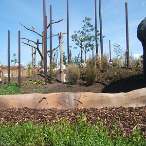 Sumatran Orang enclosure