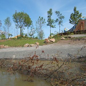 Lowland Anoa enclosure