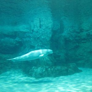 Beluga tank