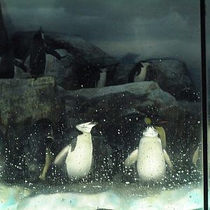 Penguin aquarium