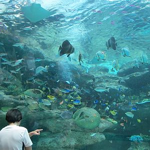 Coral reef aquarium