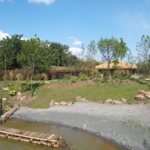 Lowland Anoa enclosure