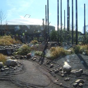 Sulawesi Crested Macaques enclosure
