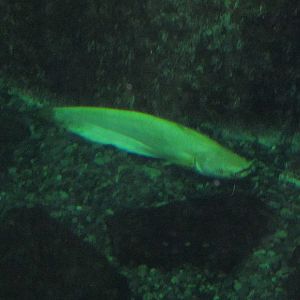 Lake Biwa Museum's aquarium