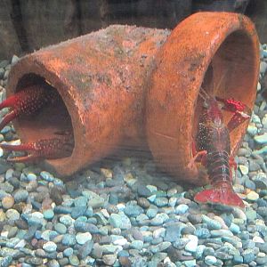 Lake Biwa Museum's aquarium