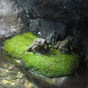 Lake Biwa Museum's aquarium