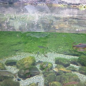 Lake Biwa Museum's aquarium