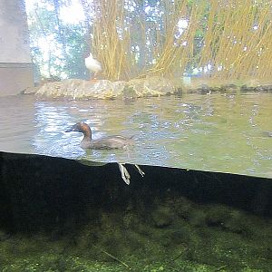 Lake Biwa Museum's aquarium
