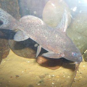 Featherfin Synodontis (Synodontis eupterus)