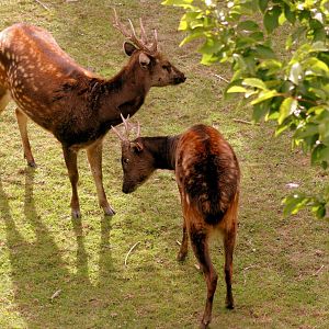 Prince Alfred's deer; Chester; 8th August 2015
