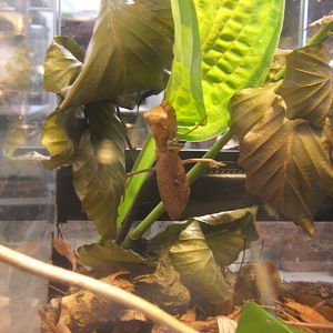 African Mantis (Sphodromantis lineola)