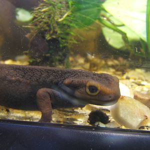 Himalayan Crocodile Newt