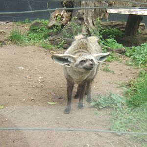 Bat-eared Fox