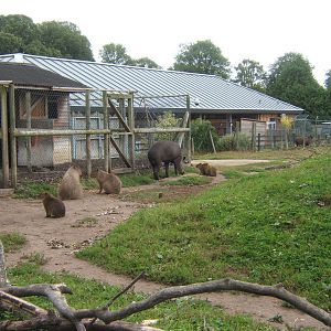 Brazilian Tapir and Capybara