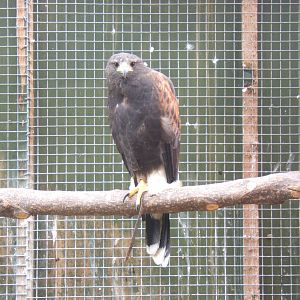 Harris`s Hawk