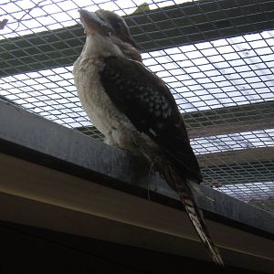 Kookaburra