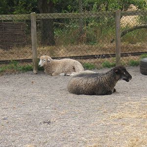 Leicester Longwool Sheep