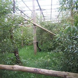 View of Lowe`s Guenon enclosure