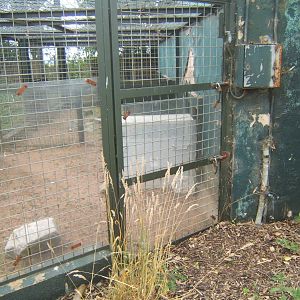 Travel crate in Striped Hyena enclosure