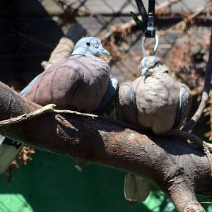 RED TURTLE DOVE