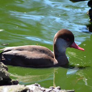 RED CRESTED POCHARD