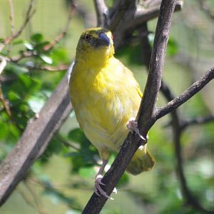 VILLAGE (RUFOUS NECKED) WEAVER