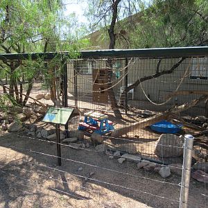Black-Capped Capuchin Exhibit
