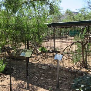 Ring-Tailed Lemur Exhibit