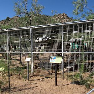 Black-Crowned Night Heron Exhibit