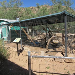 Pig-Tailed Macaque Exhibit #1
