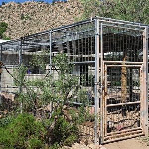 Pig-Tailed Macaque Exhibit #2