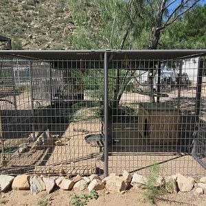 Green Iguana Exhibit