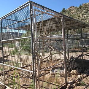 Bonnet Macaque Exhibit #1