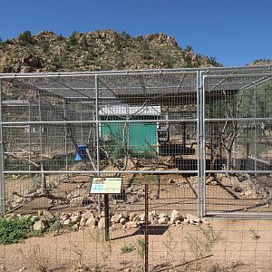 Stump-Tailed Macaque Exhibit