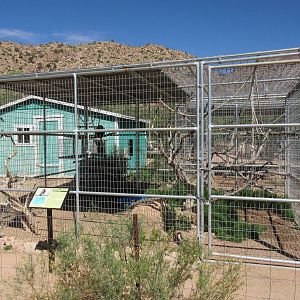 Bonnet Macaque Exhibit #2