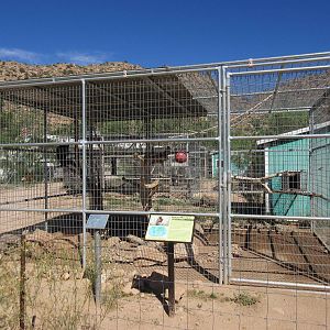 Bonnet Macaque Exhibit
