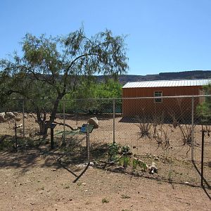 Swamp Wallaby Exhibit