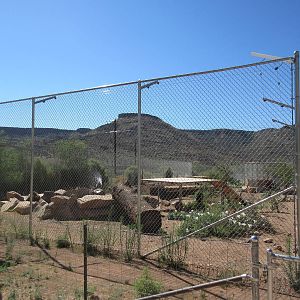 Grizzly Bear Exhibit