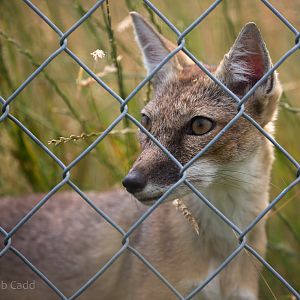 Corsac fox : Hamerton : 12 Jul 2015