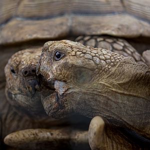 African spurred tortoise : Hamerton : 12 Jul 2015