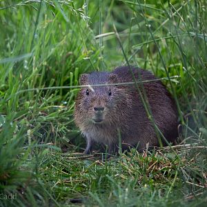 Greater guinea pig / swamp cavy : Hamerton : 12 Jul 2015