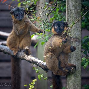Collared brown lemur : Hamerton : 12 Jul 2015