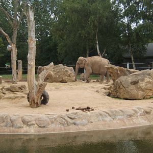 Asian Elephants