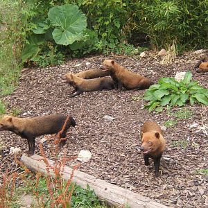 Bush Dog`s